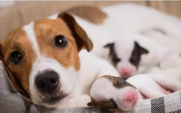狗生死胎的四种原因及处理方法
