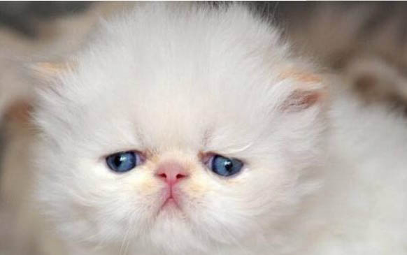 刚买的猫咪到家之后一直躲着不出来怎么办啊?