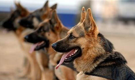 警犬基地可以帮训狗吗