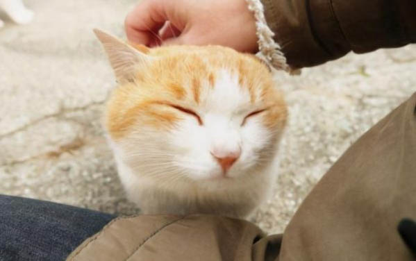 小猫脱水怎么治疗
