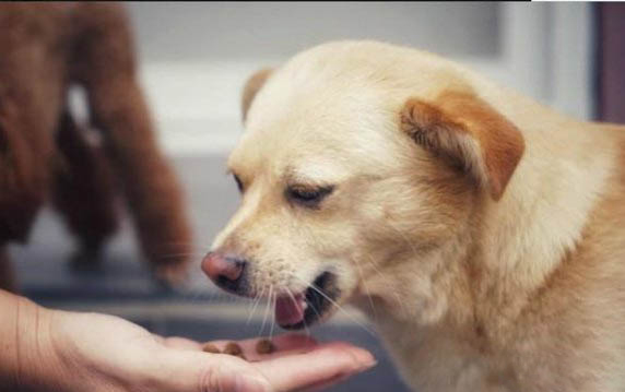 狗狗多久断奶