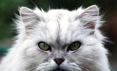 金吉拉猫尿闭的原因及处理方法