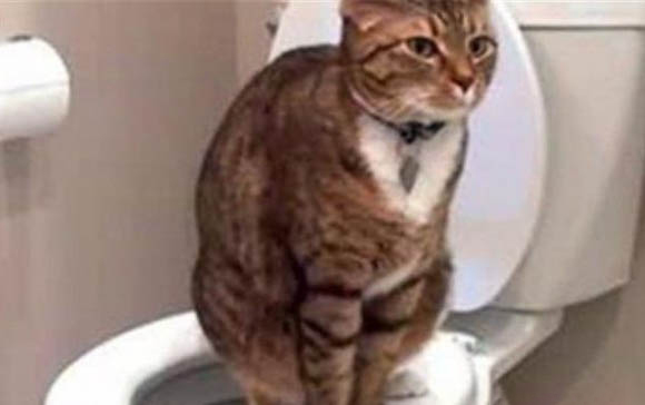 小猫假死一般持续多久