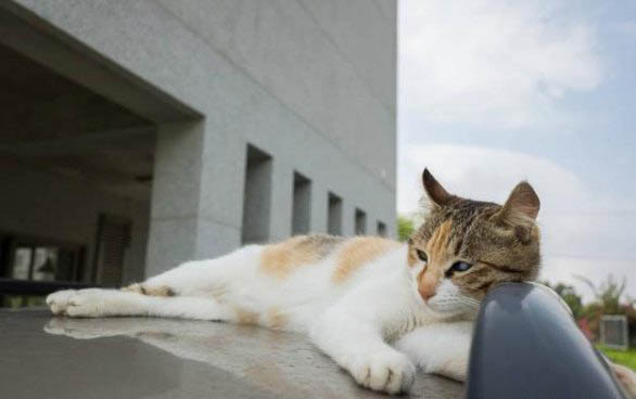 猫咪旋转是为什么会吐食物