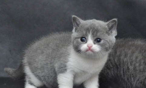 猫咪吐白沫没精神,这些原因你知道吗?
