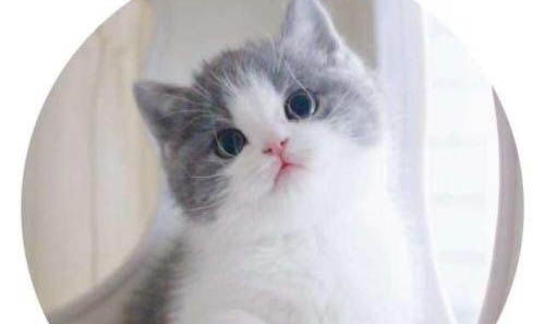 英国短毛猫不埋屎了是什么原因