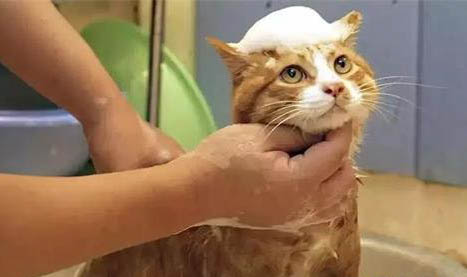 猫腹水会传染其他猫么