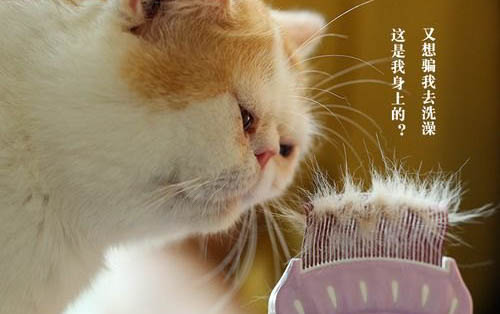 猫咪眼角掉毛一块秃了怎么办呢
