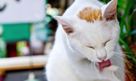 猫咪骨折吃什么有助于骨头恢复?
