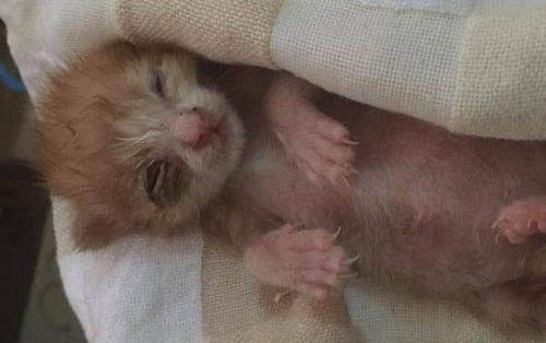 小猫多大可以驱虫?