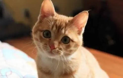 猫咪突然到处拉屎的原因及处理方法