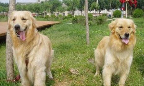 金毛犬和拉布拉多哪个贵