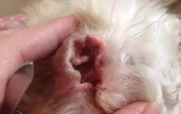 没有狗狗沐浴露怎么办