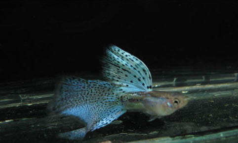 孔雀鱼需要水族灯吗