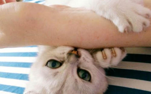 猫的鼻子凉为什么