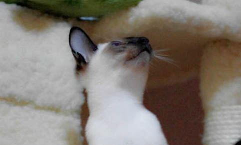猫得了猫癣怎么办
