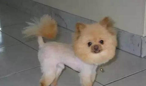 狗狗得细小病毒有哪些症状?