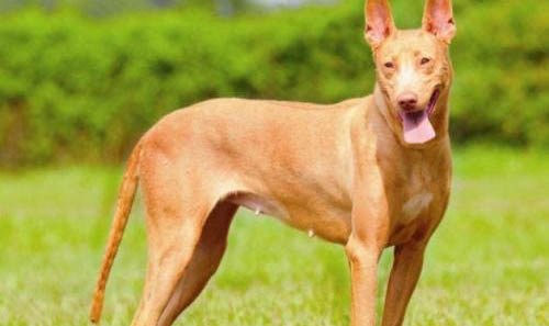 不列塔尼猎犬哪里有卖