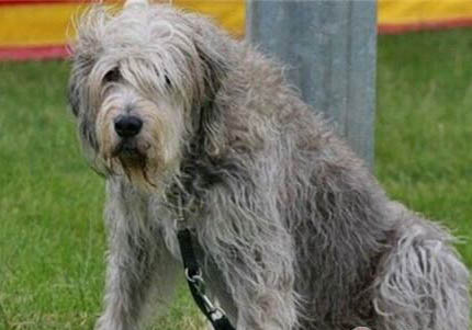 寻血猎犬支气管炎可以洗澡吗