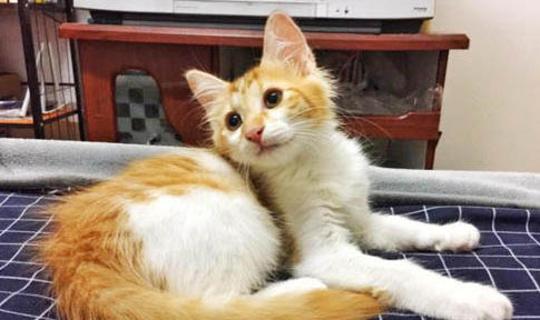 宠物橘猫多少钱一只