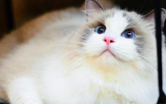 小猫多大可以吃营养膏化毛膏