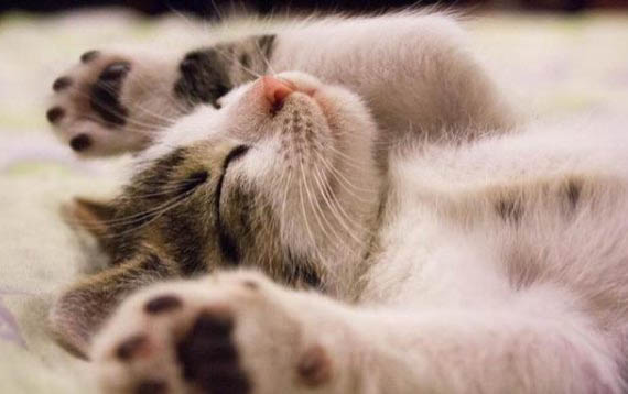 长得像鳌拜是什么品种的猫