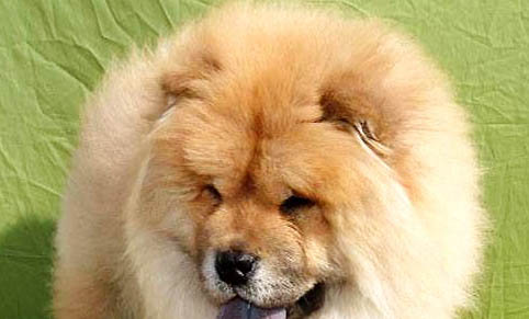 松狮犬的原产地在哪里