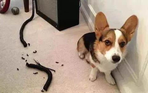 狗狗狗狗向你道歉的表现