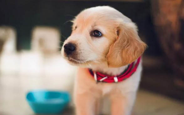 狗狗可以吃晕车药吗?