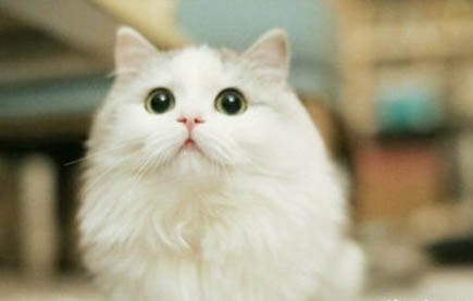 45天的小猫可以送人吗