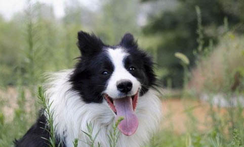 陨石边境牧羊犬的价格是多少