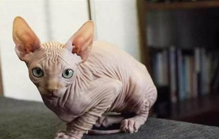 猫咪惊恐害怕时流口水怎么回事