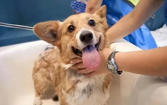 怀孕狗能吃什么