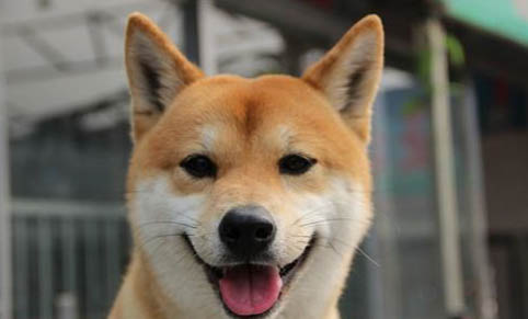 如何纠正狗狗凶主人?