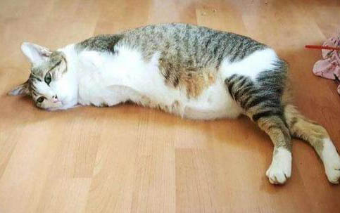 夏天猫咪喝水少的原因