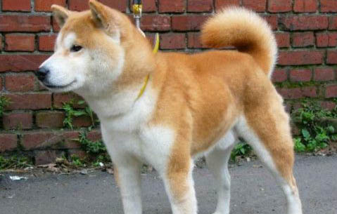柴犬和哈士奇哪个贵一点？