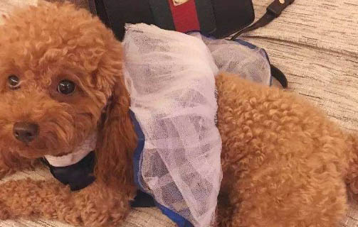 狗狗突然不爱动没精神是什么原因