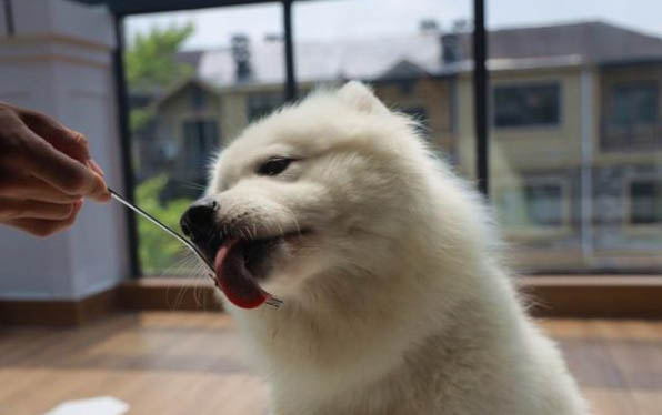 一只猫老是舔另一只的肛门