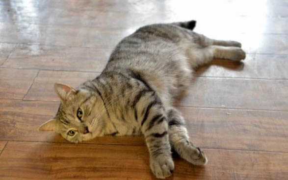猫咪什么情况会出现应激反应