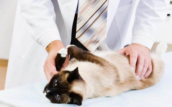 猫咪角膜炎传染吗