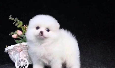 广州买博美哪里有呢?