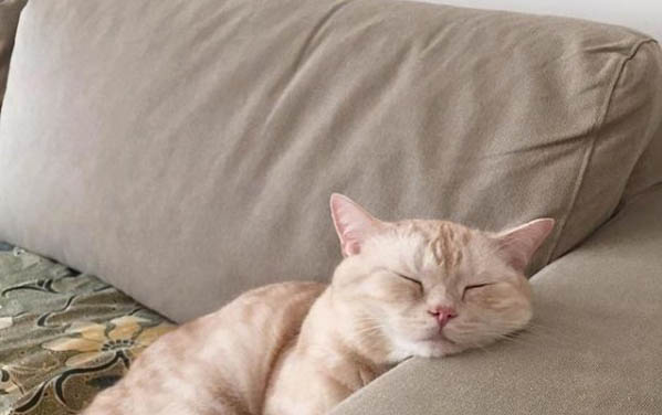 猫咪多久换一次猫粮比较好