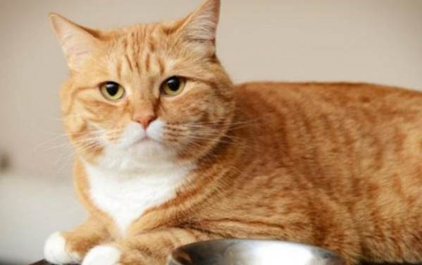 猫咪黑下巴是什么原因
