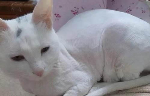 猫咪咳嗽打喷嚏吃什么药好