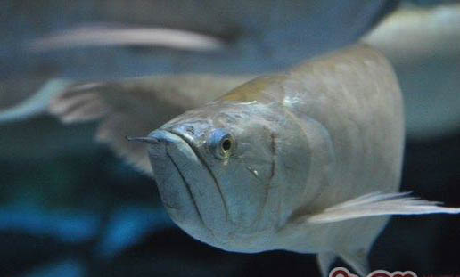 银龙鱼的饲养条件