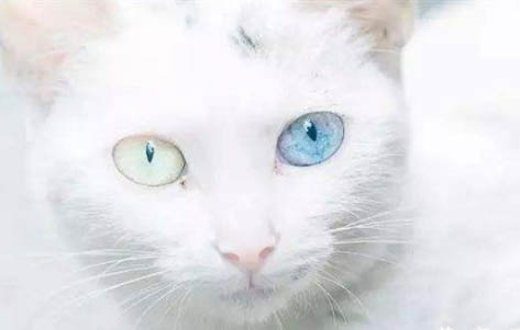 如何正确饲养异瞳猫