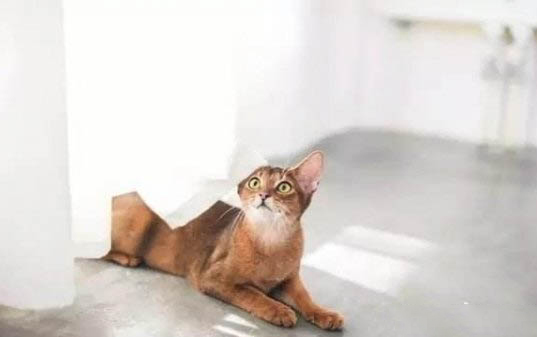 无味电蚊香液对猫咪有害吗
