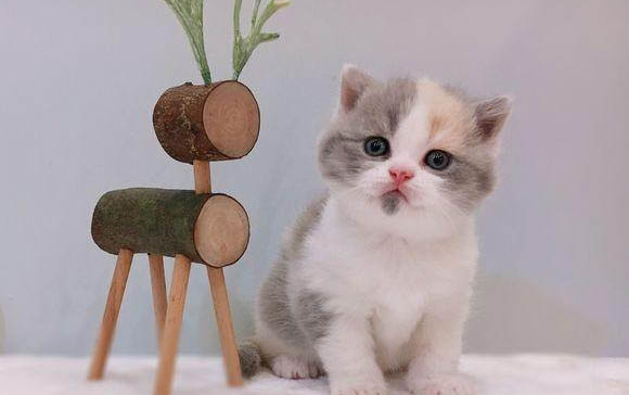 猫能吃带鱼吗