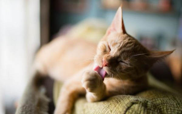 猫吐黄水是什么原因
