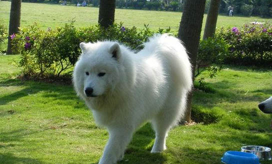 萨摩耶犬为什么突然不爱吃东西?